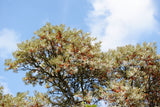 Hippophae rhamnoides 'BALSGÅRD Lotta' E (hon-pl), 1-pack