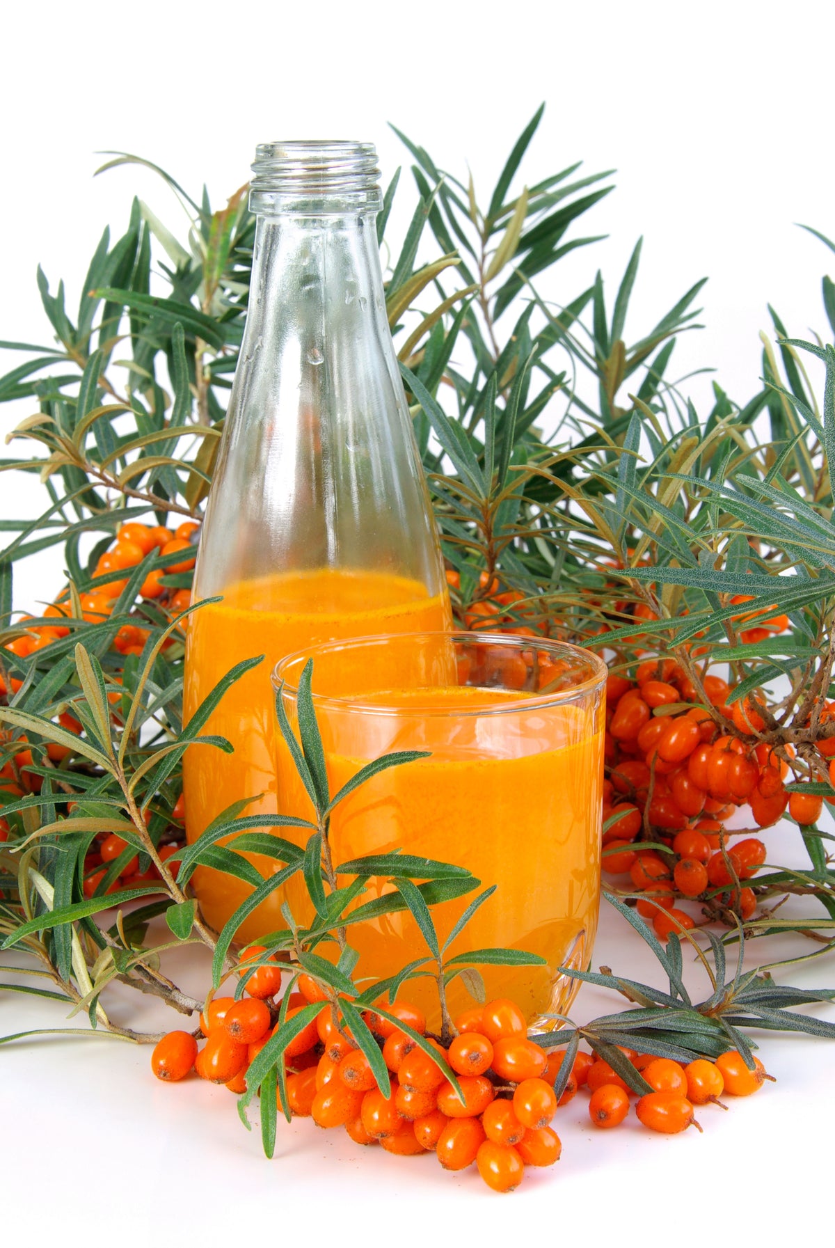 Hippophae rhamnoides 'BALSGÅRD Lotta' E (hon-pl), 5-pack