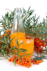 Hippophae rhamnoides 'BALSGÅRD Lotta' E (hon-pl), 5-pack