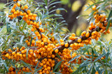 Hippophae rhamnoides 'Julia' (hon-pl), 1-pack