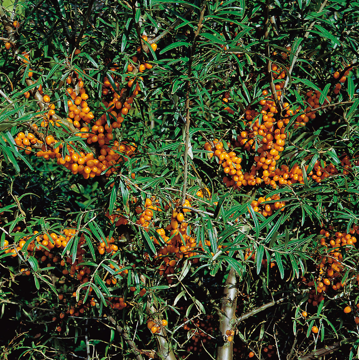 Hippophae rhamnoides 'Julia' (hon-pl), 3-pack