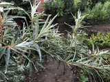Hippophae rhamnoides 'BALSGÅRD Svenne' E (han-pl), 5-pack