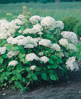 Vidjehortensia 'Annabelle' co 3-pack