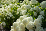Vidjehortensia 'Annabelle' co 3-pack