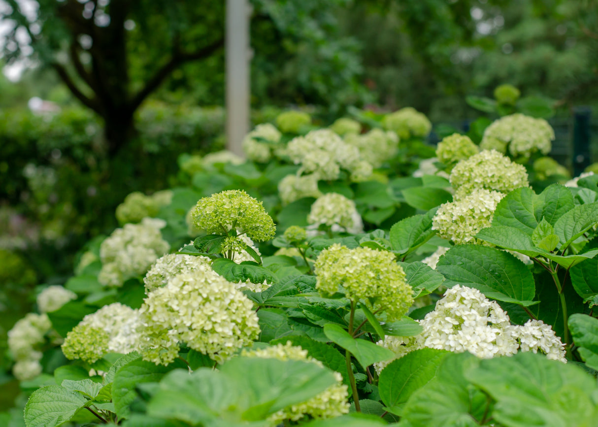 Vidjehortensia 'Annabelle' co 1-pack