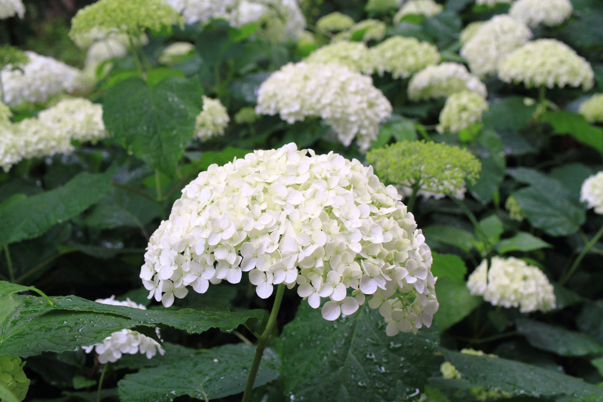 Vidjehortensia 'Annabelle' co 3-pack