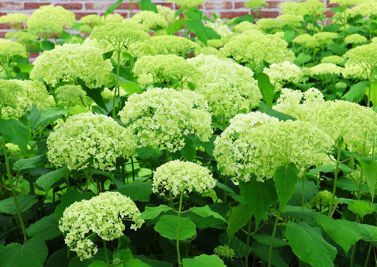Vidjehortensia 'Annabelle' co 1-pack