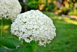 Vidjehortensia 'Annabelle' co 3-pack