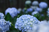 Trädgårdshortensia 'Nikko Blue' co 5-pack