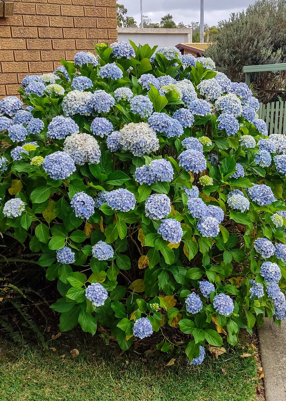 Trädgårdshortensia 'Nikko Blue' co 1-pack