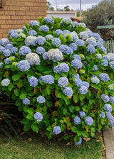 Trädgårdshortensia 'Nikko Blue' co 10-pack