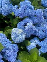 Trädgårdshortensia 'Nikko Blue' co 5-pack