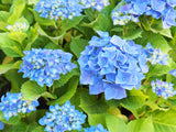 Trädgårdshortensia 'Nikko Blue' co 5-pack
