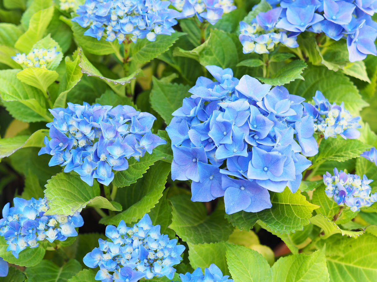 Trädgårdshortensia 'Nikko Blue' co 3-pack