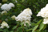 Vipphortensia 'Grandiflora' co 5-pack