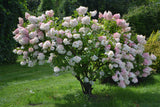 Vipphortensia 'Grandiflora' co 10-pack