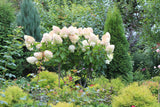 Vipphortensia 'Grandiflora' co 1-pack