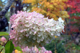 Vipphortensia 'Grandiflora' co 10-pack