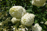Vipphortensia 'Grandiflora' co 1-pack