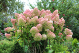 Vipphortensia 'Grandiflora' co 3-pack