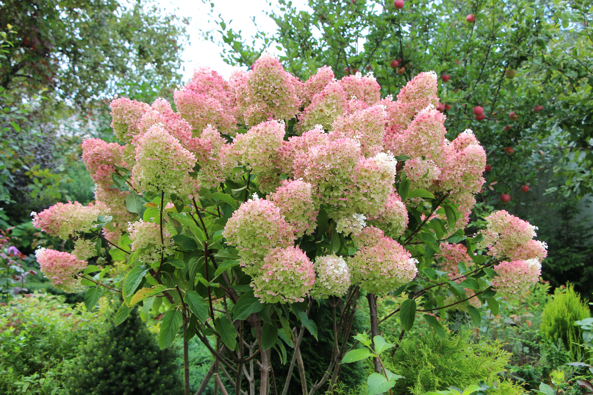 Vipphortensia 'Grandiflora' co 5-pack
