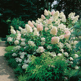 Vipphortensia 'Grandiflora' co 5-pack