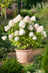 Vipphortensia 'Limelight' co 1-pack