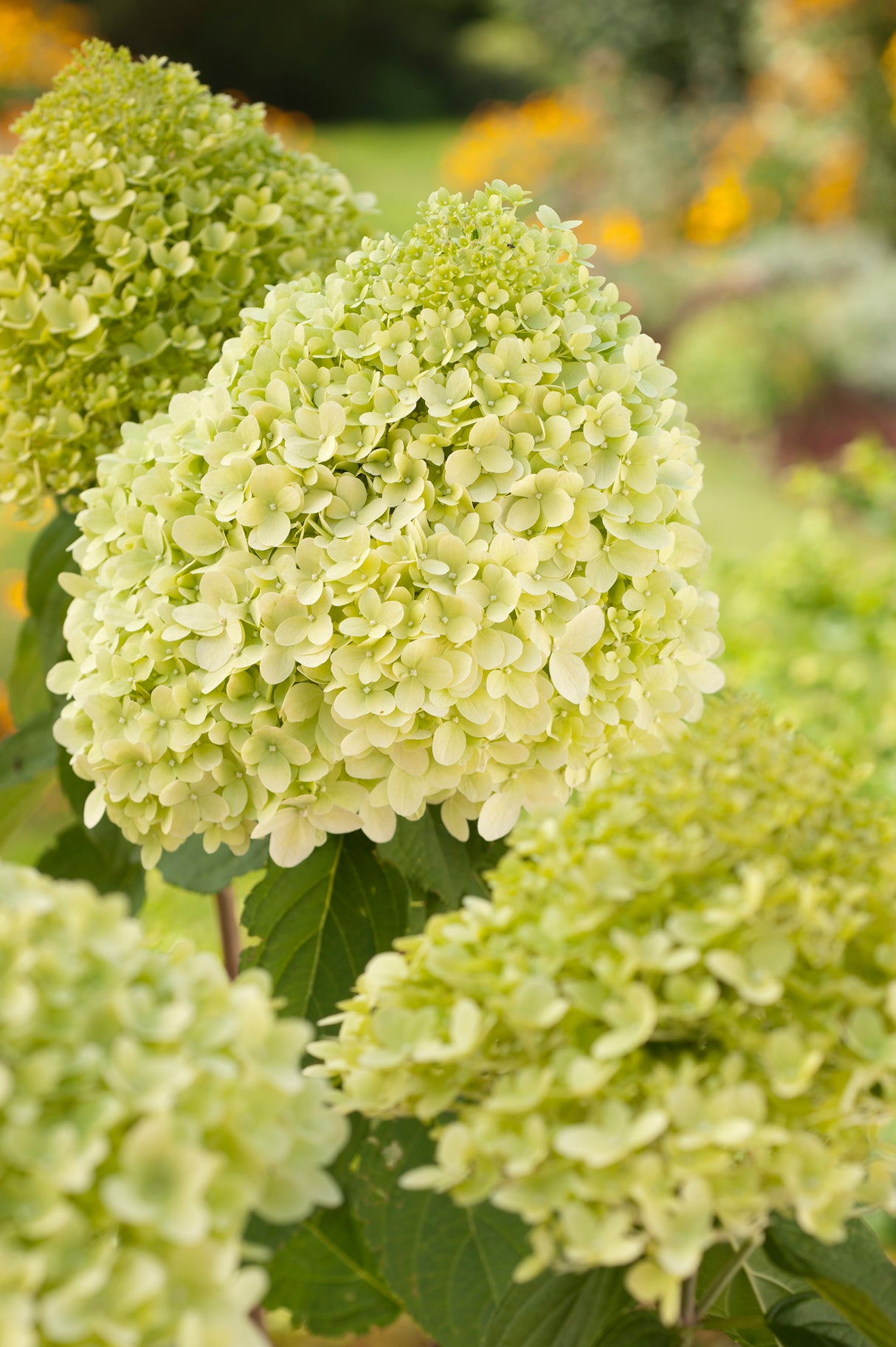 Vipphortensia 'Limelight' co 3-pack
