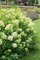 Vipphortensia 'Limelight' co 10-pack