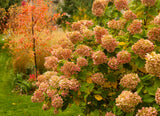Vipphortensia 'Limelight' co 10-pack