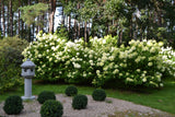 Vipphortensia 'Limelight' co 1-pack