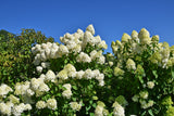 Vipphortensia 'Limelight' co 5-pack