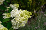 Vipphortensia 'Limelight' co 1-pack