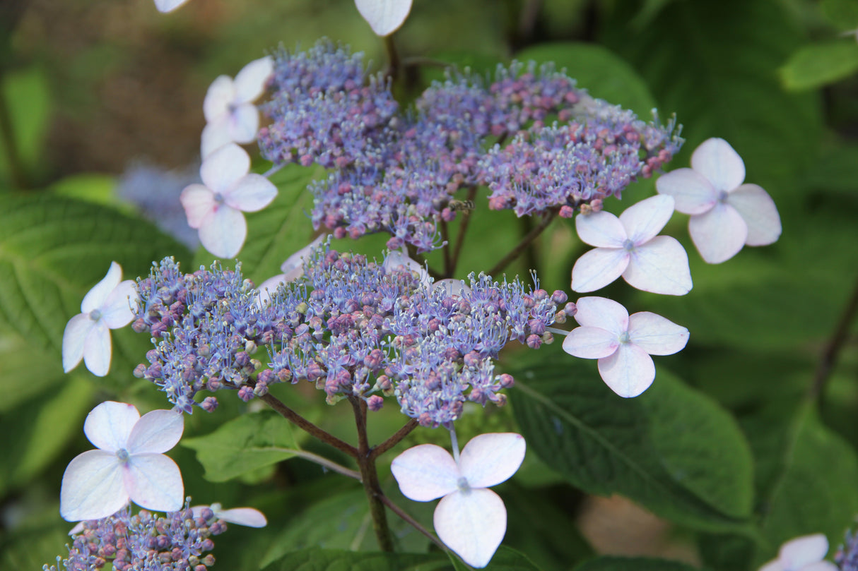Purpurhortensia 'Bluebird' co 1-pack