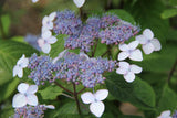 Purpurhortensia 'Bluebird' co 10-pack