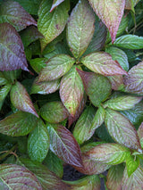 Purpurhortensia 'Bluebird' co 10-pack