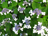 Purpurhortensia 'Bluebird' co 5-pack