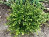 Ilex crenata 'Convexa', 10-pack