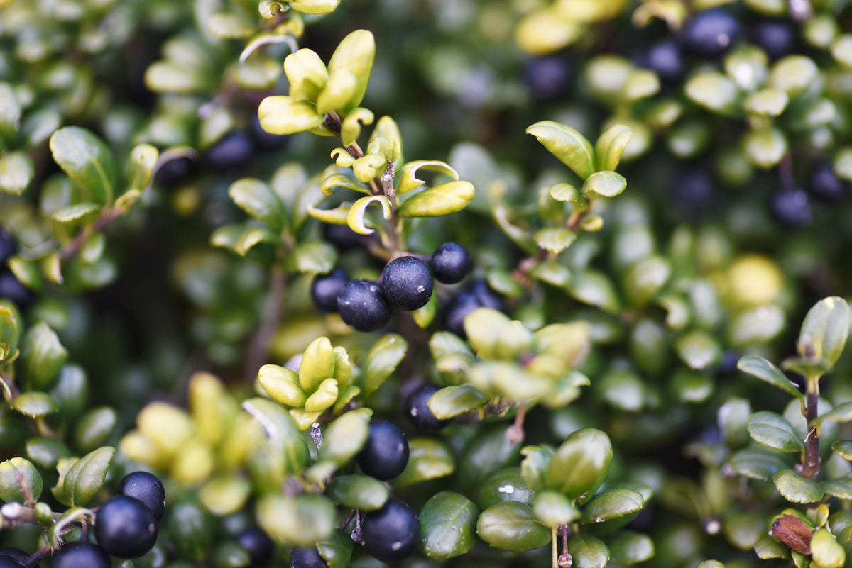 Ilex crenata 'Convexa', 10-pack