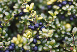 Ilex crenata 'Convexa', 10-pack