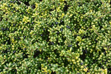 Ilex crenata 'Convexa', 10-pack
