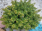 Ilex crenata 'Convexa', 3-pack