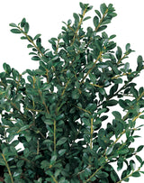 Ilex crenata DARK GREEN, 1-pack