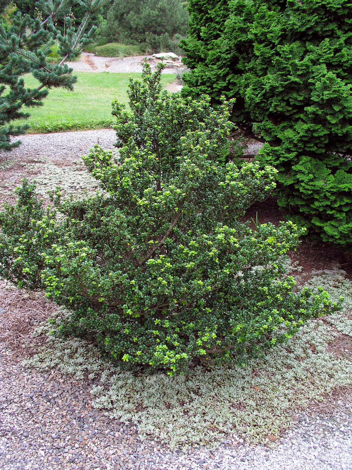 Ilex crenata DARK GREEN, 5-pack