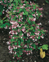 Paradisbuske 'Pink Cloud' co 5-pack