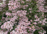 Paradisbuske 'Pink Cloud' co 10-pack