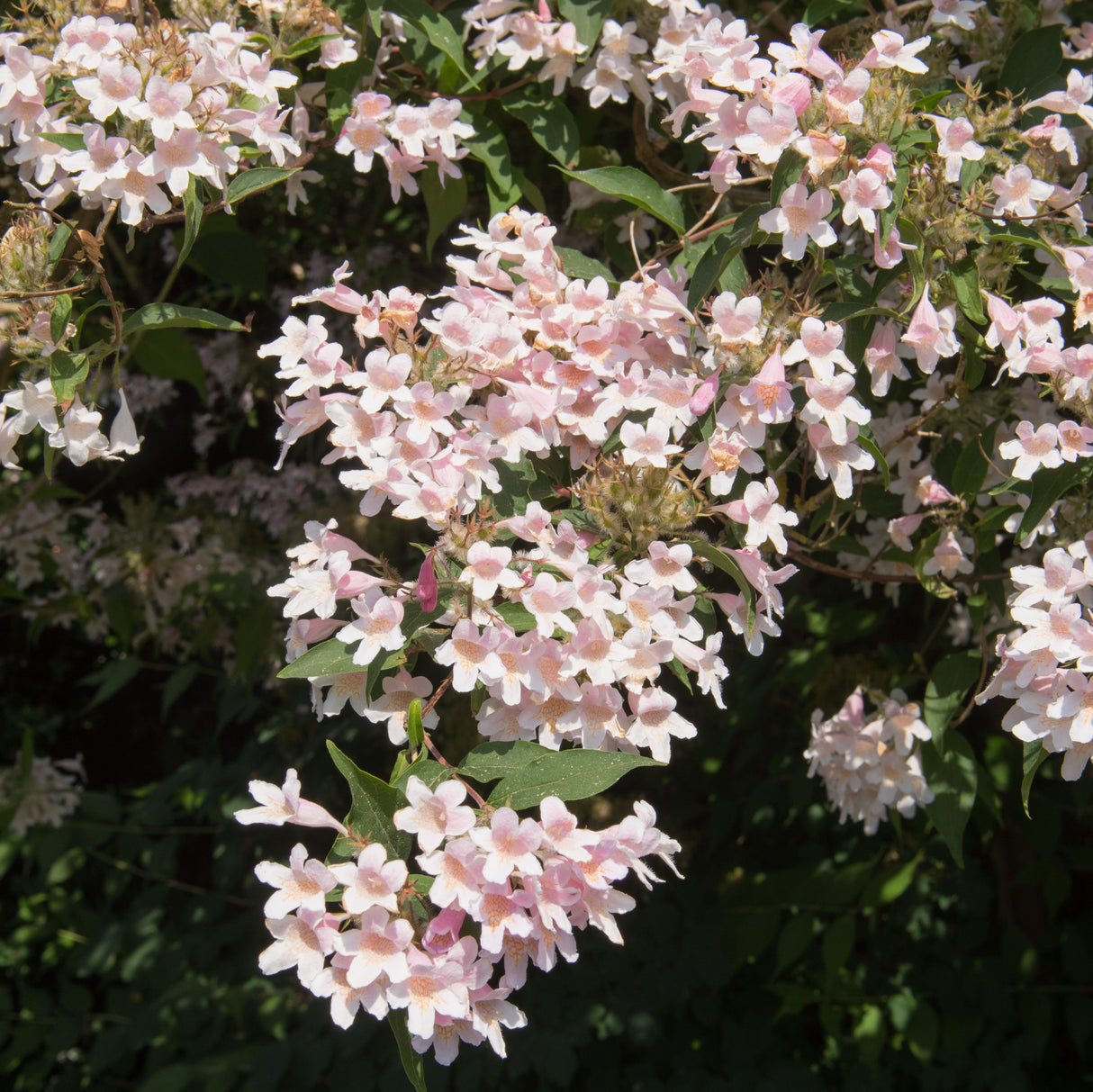Paradisbuske 'Pink Cloud' co 5-pack