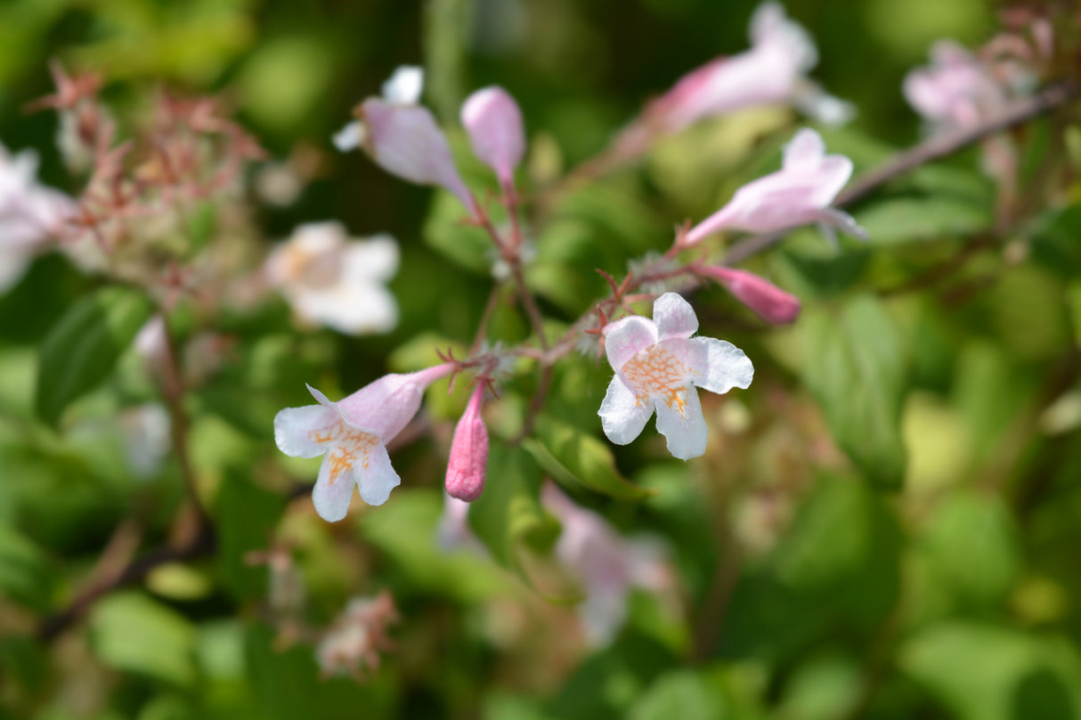 Paradisbuske 'Pink Cloud' co 3-pack