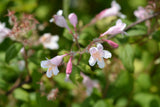 Paradisbuske 'Pink Cloud' co 3-pack
