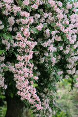 Paradisbuske 'Pink Cloud' co 5-pack